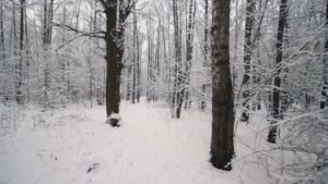 hst-1-winter-park-tree